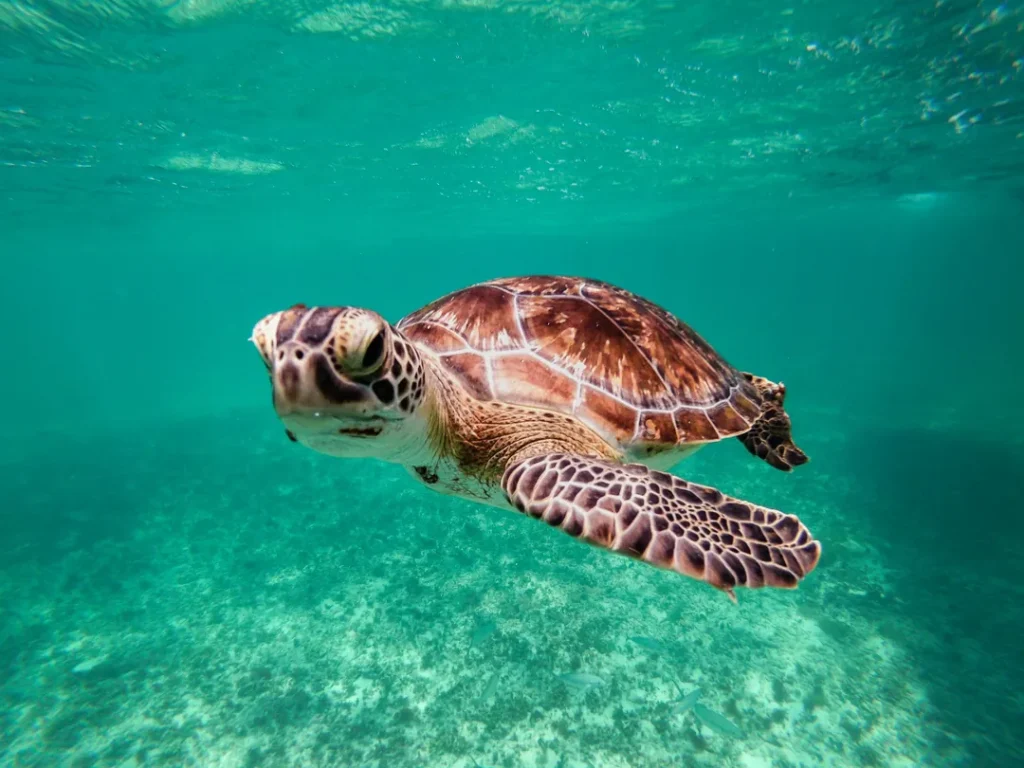 entreviajes buceo en maldiva